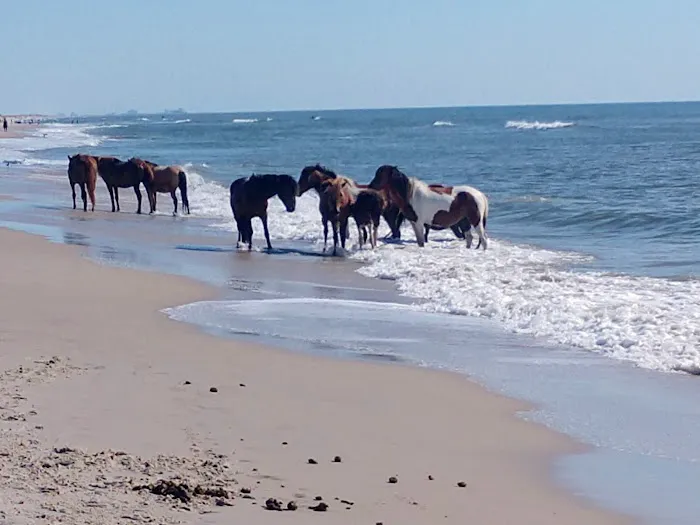 Oceanside Walk-In Campground 0