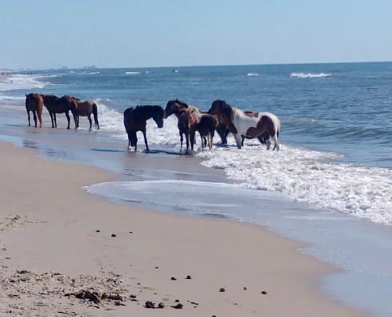 Oceanside Walk-In Campground