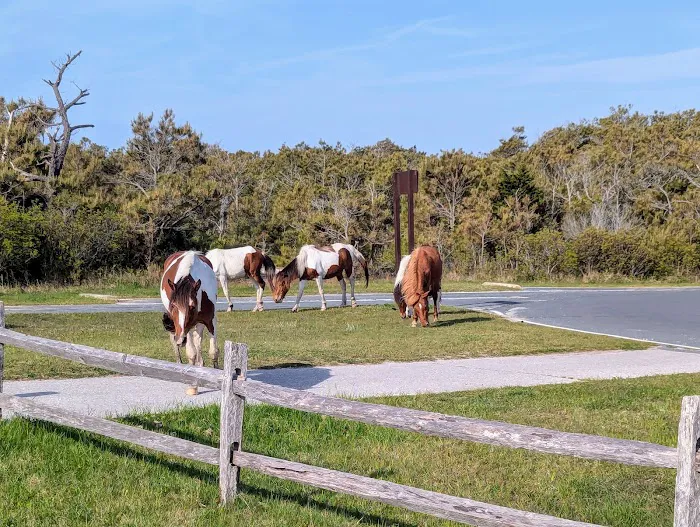 Oceanside Walk-In Campground 8