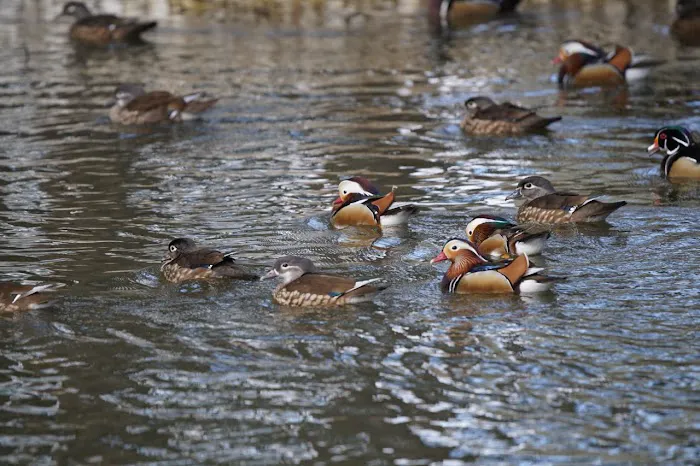 Pine Grove Campground 9