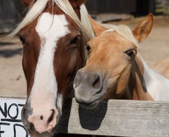 Pine Grove Campground