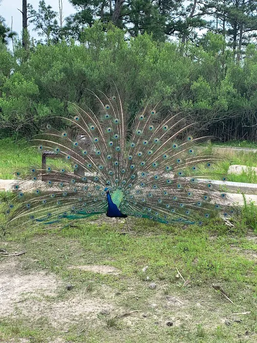 Pine Grove Campground 8