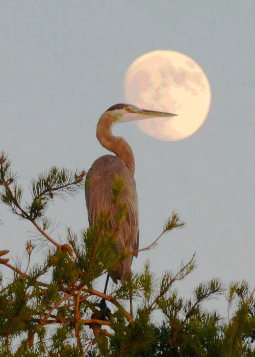 Glebe Point Campground 5