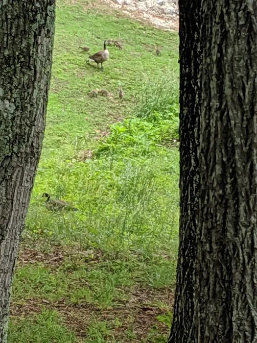 Bush Park Camping Resort 8