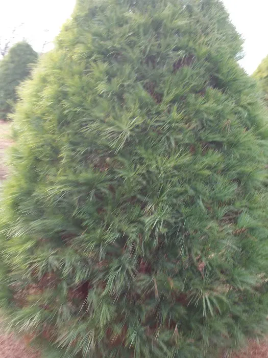 Hidden Acres Family Campground 6