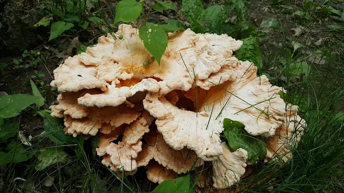 Horsepen Branch Hiker Biker Campsite 0