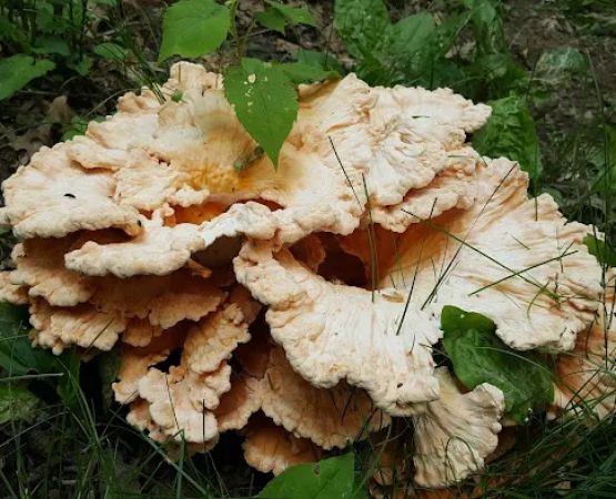 Horsepen Branch Hiker Biker Campsite