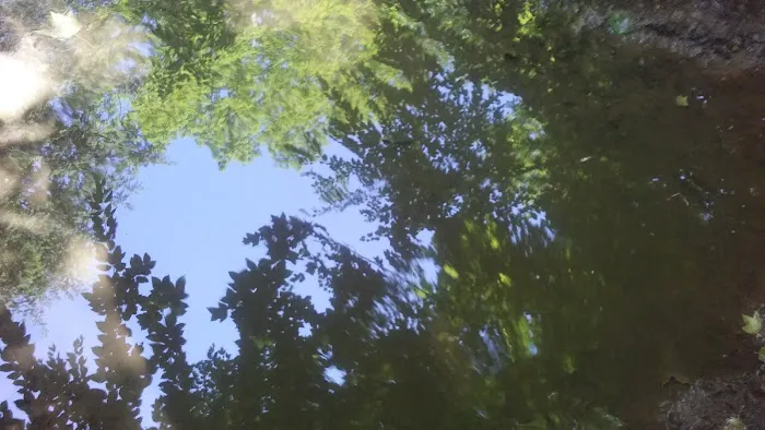 Piney Woods Campsites 1