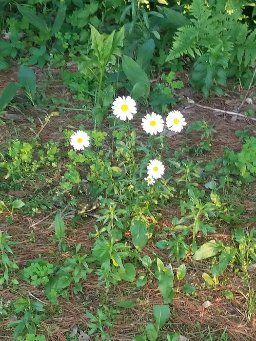 Northland Park Inc. 4