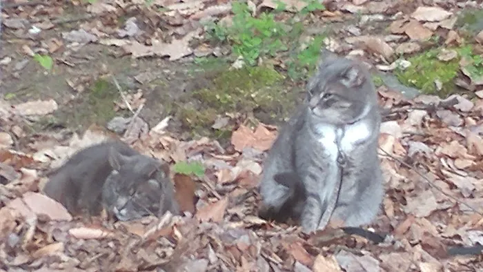 Getaway Mountain Campground 8