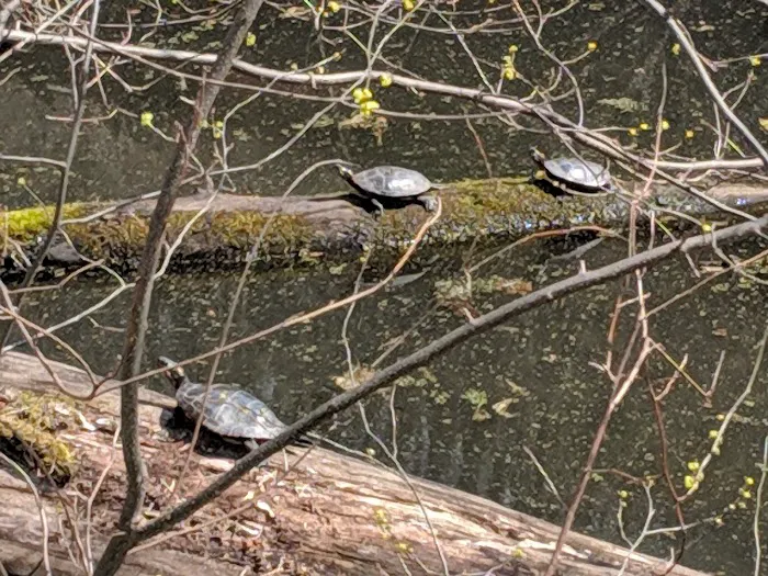 Bald Eagle Hiker Camper Campsite 0