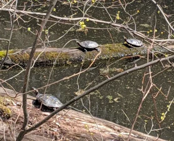 Bald Eagle Hiker Camper Campsite
