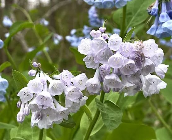 Turtle Run Hiker Biker Campsite