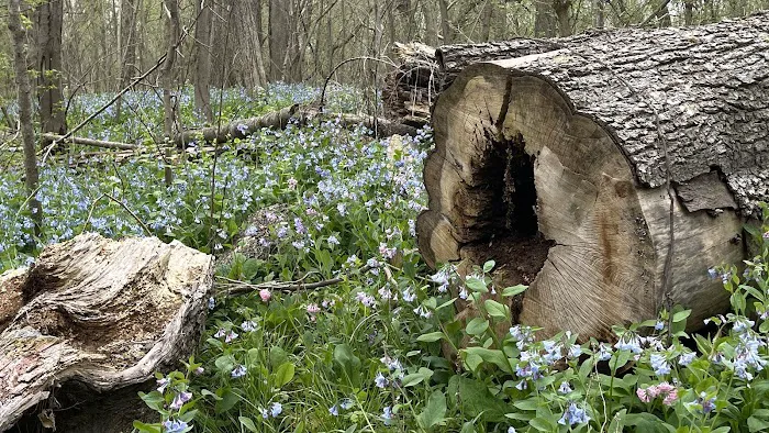 Turtle Run Hiker Biker Campsite 4