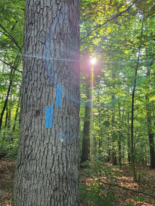 Crampton Gap Campsite 7