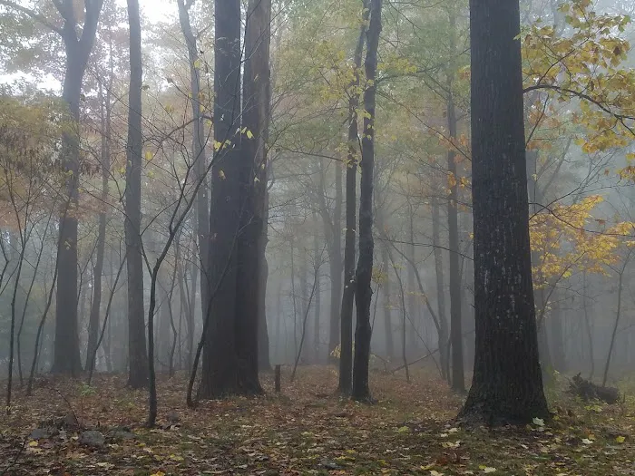 Rothrock State Forest Campsite #2 3