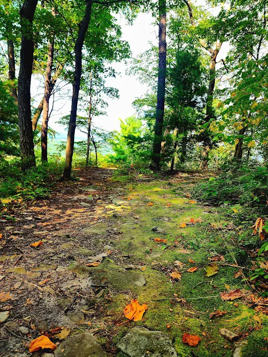 Rothrock State Forest Campsite #2 9