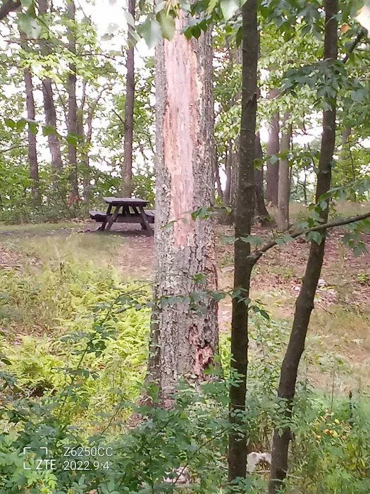 Rothrock State Forest Campsite #2 1