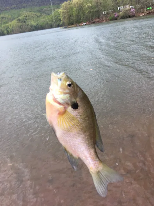 Seven Points Campground- Bay Camp Loop 0