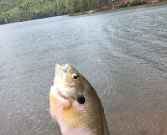 Seven Points Campground- Bay Camp Loop