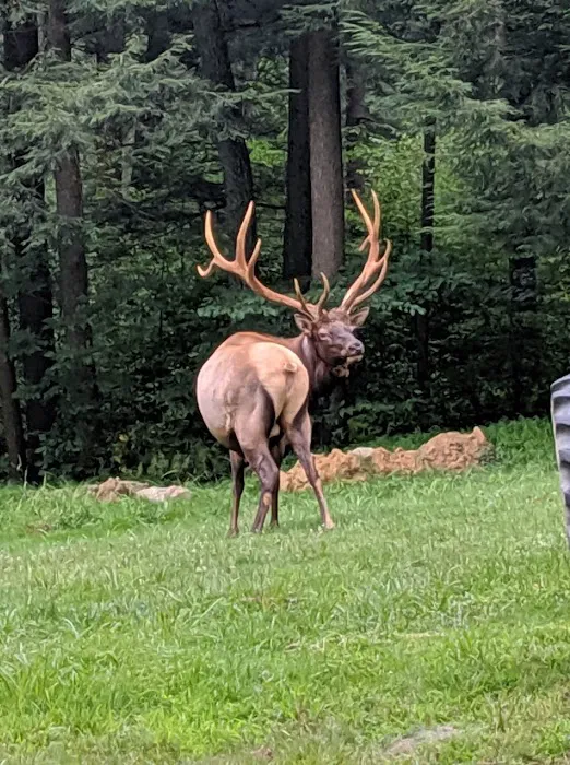 The Big Elk Lick Campground 3