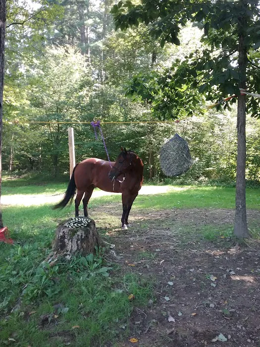 The Big Elk Lick Campground 7