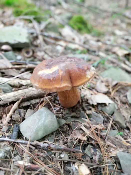 Mountainside Camp Site 7