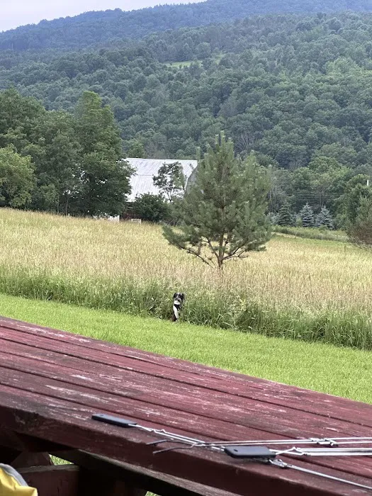 Bines Hill Campsites 3