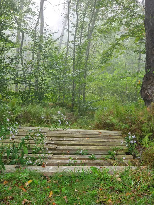 Black Bear Campground 9