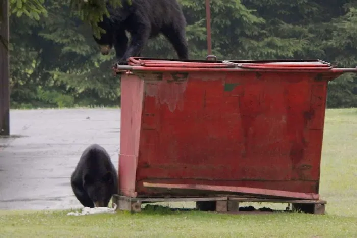 Black Bear Campground 5