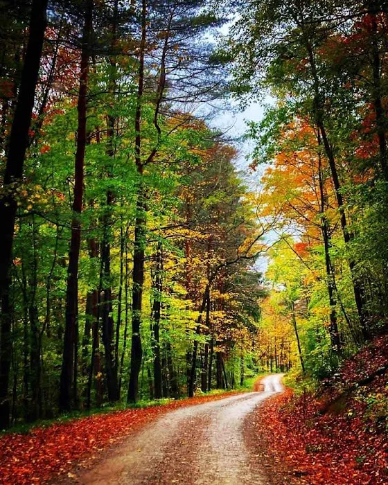 Black Bear Campground 4