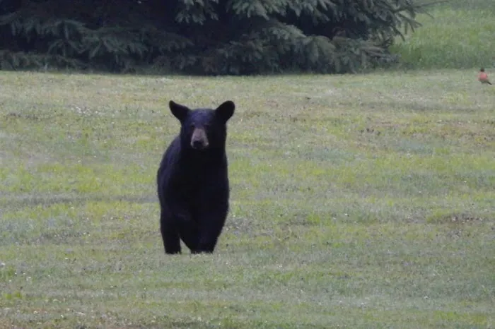 Black Bear Campground 7