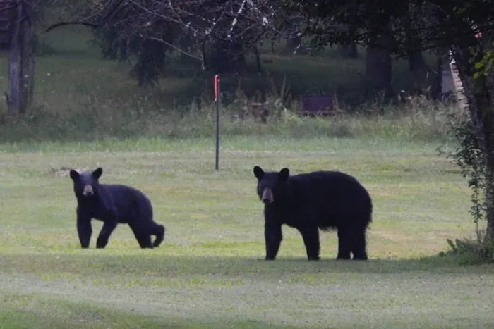 Black Bear Campground 6