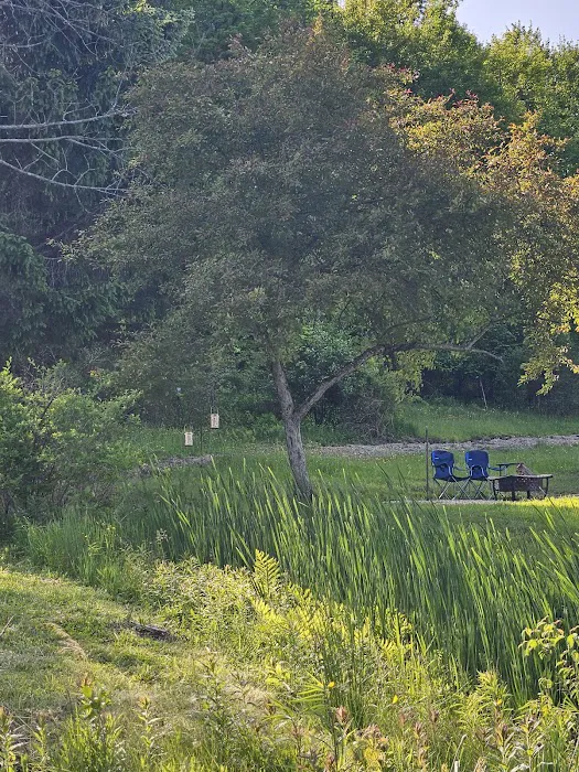 Oasis in the Alleghany's camping 4