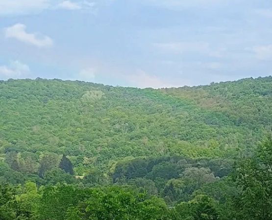 Oasis in the Alleghany's camping