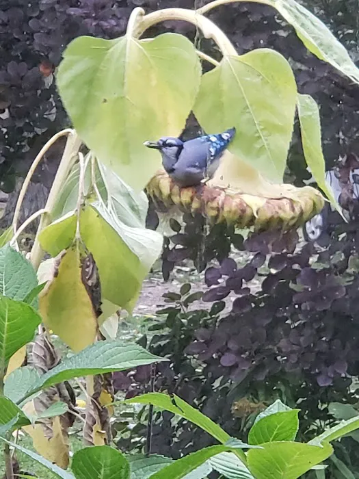 Plum Bottom Creek Campground's now Plum Good Campground 9