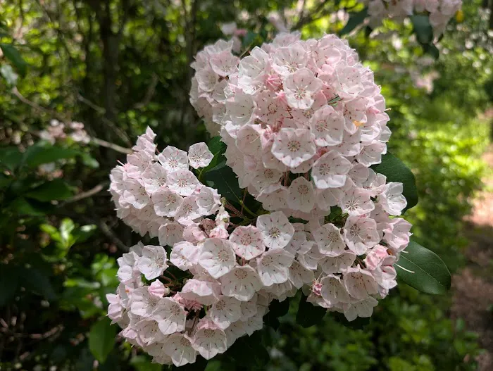 Morrison Campground 6