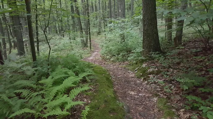 Tracy Ridge Campground 7