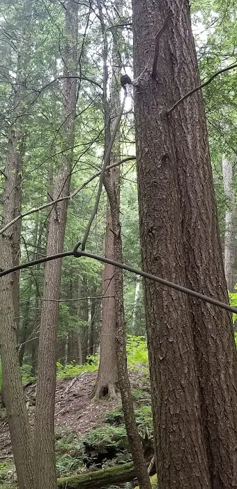 Pine Grove Campground 2