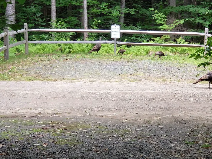 Mt Sunapee State Park Campground 3