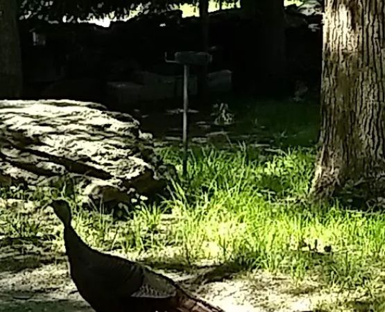 Portsmouth Camp Meeting