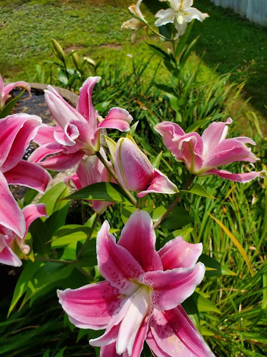 Chelmsford Commons Manufactured Home Community 1