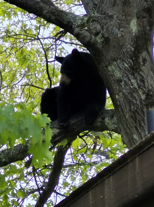 Medvil Cooperative 1