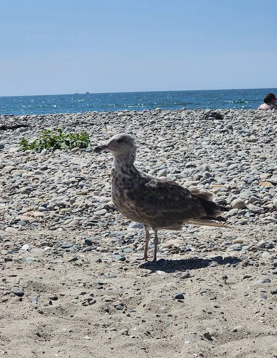 Horseneck Beach State Reservation Campground 8