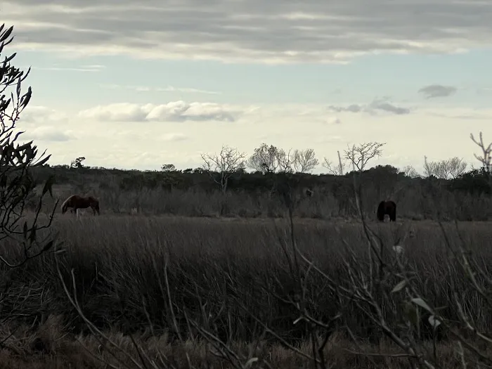 TIngles Island Camp, Assateague National Park 5