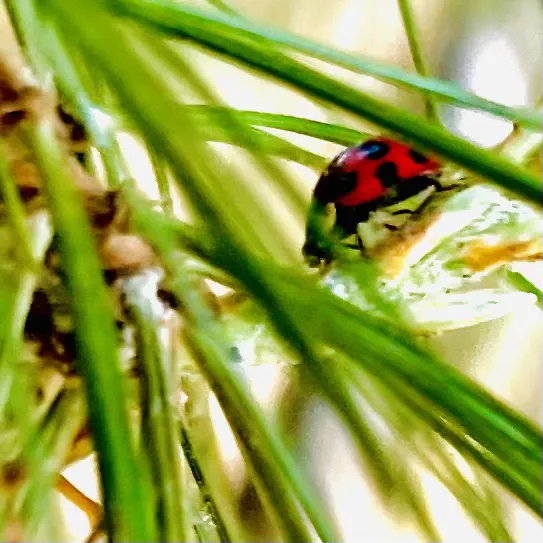 Lake Land Or Campground 5