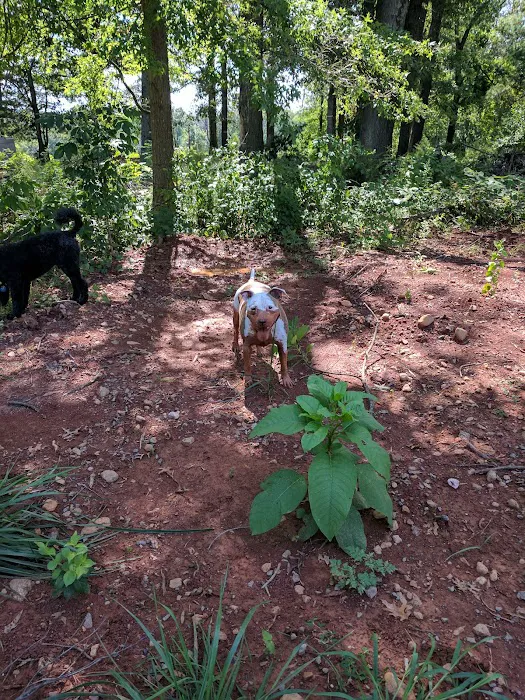 Hillwood Camping Park 2