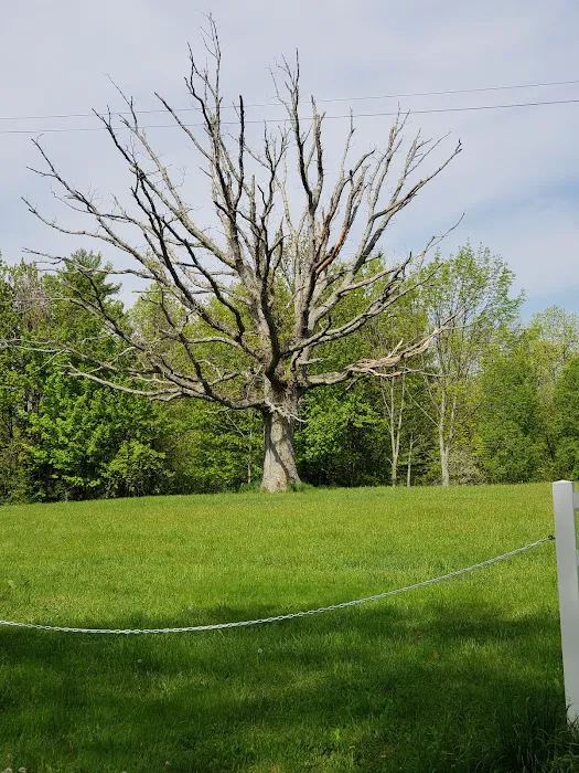 Chedmardo Campsite 3