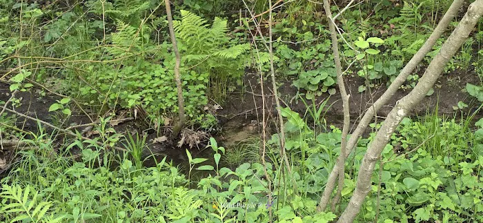 Chedmardo Campsite 5