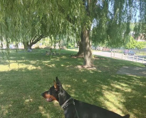 White Birch Campground